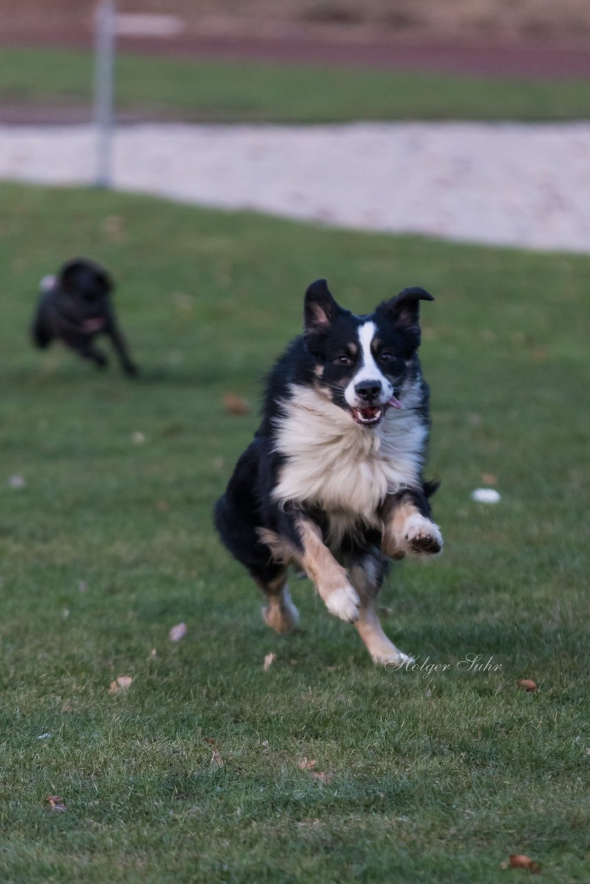 Bild 107 - Hundeshooting